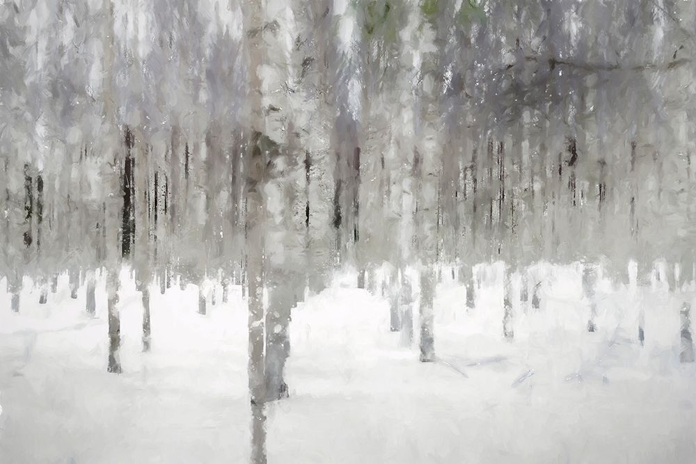 Birches In Fog art print by Kim Curinga for $57.95 CAD