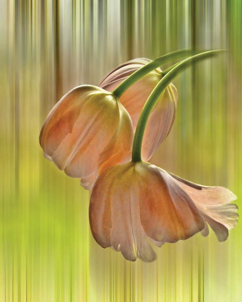Tulip Free Fall art print by Karen Von Knobloch for $57.95 CAD