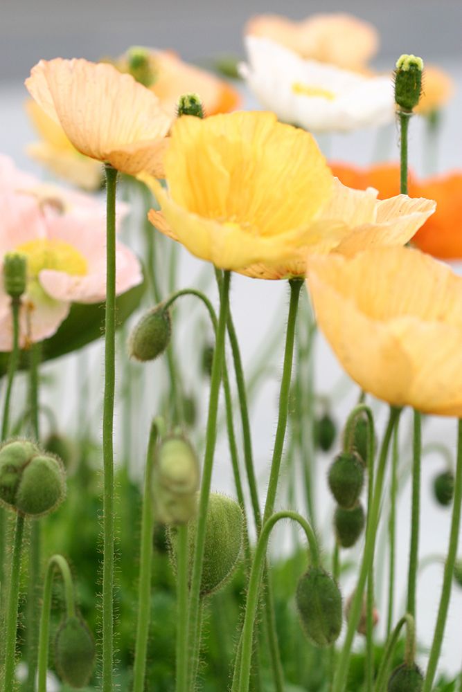 Bunch of Joy I art print by Karyn Millet for $57.95 CAD