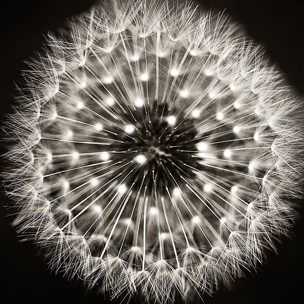 Dandelion I art print by Dawn Campbell for $57.95 CAD