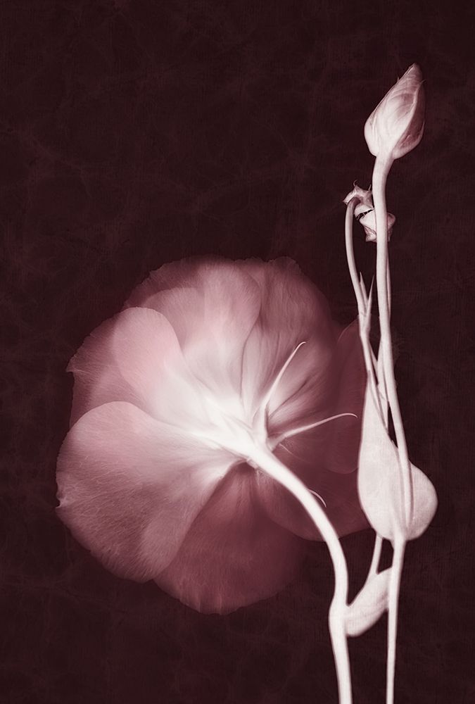 Ethereal art print by Leda Robertson for $57.95 CAD