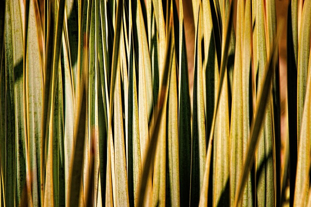 Desert Grasses I art print by Leda Robertson for $57.95 CAD