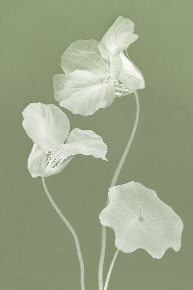 Floral Dancer I art print by Leda Robertson for $57.95 CAD