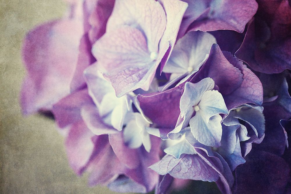 Purple Hydrangea art print by Lisa Russo for $57.95 CAD
