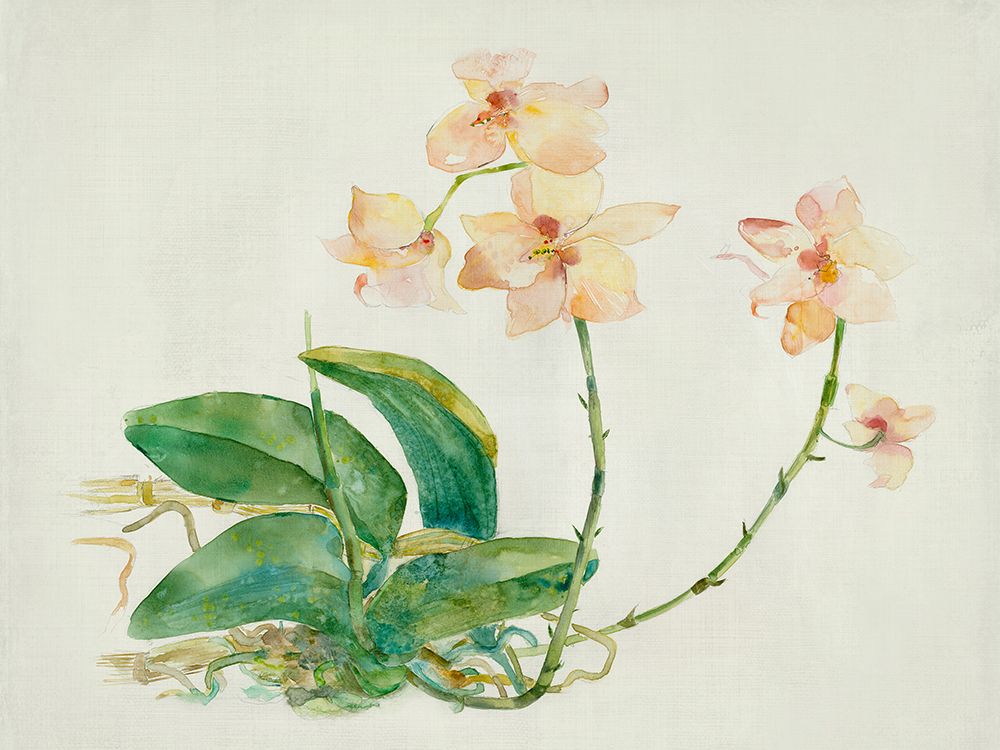 Pink Orchid art print by Maya Woods for $57.95 CAD