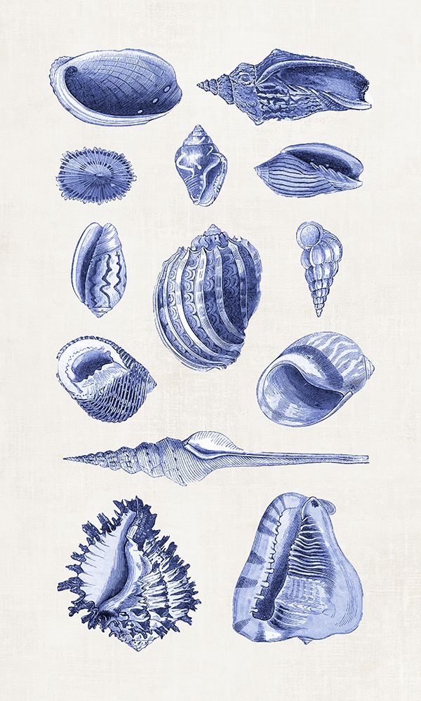 Blue Shells II art print by Andrea Haase for $57.95 CAD