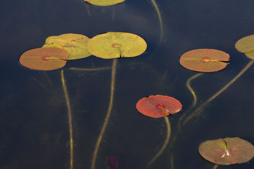 Lilypad II art print by Norm Stelfox for $57.95 CAD