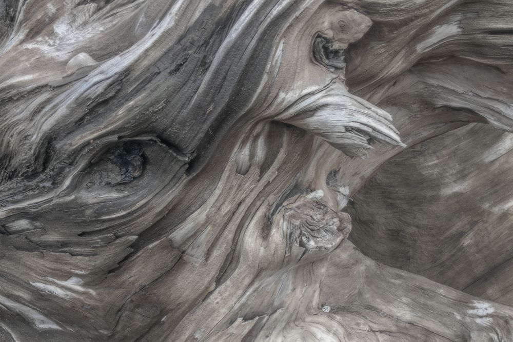 Driftwood Series I art print by Norm Stelfox for $57.95 CAD