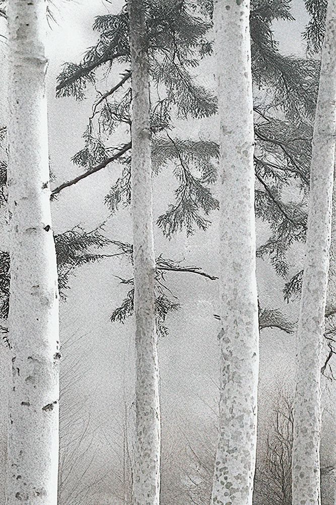 Mist Through White Birch Trees art print by Norm Stelfox for $57.95 CAD