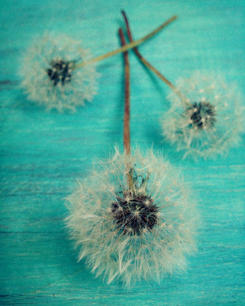 Blue Dandelion art print by Olivia Joy for $57.95 CAD