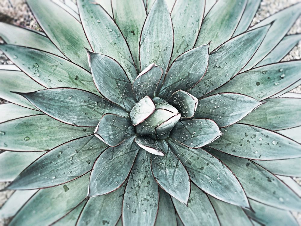 Stunning Agave I art print by Irena Orlov for $57.95 CAD