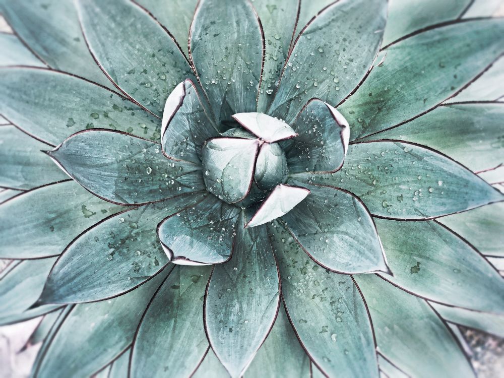 Stunning Agave II art print by Irena Orlov for $57.95 CAD