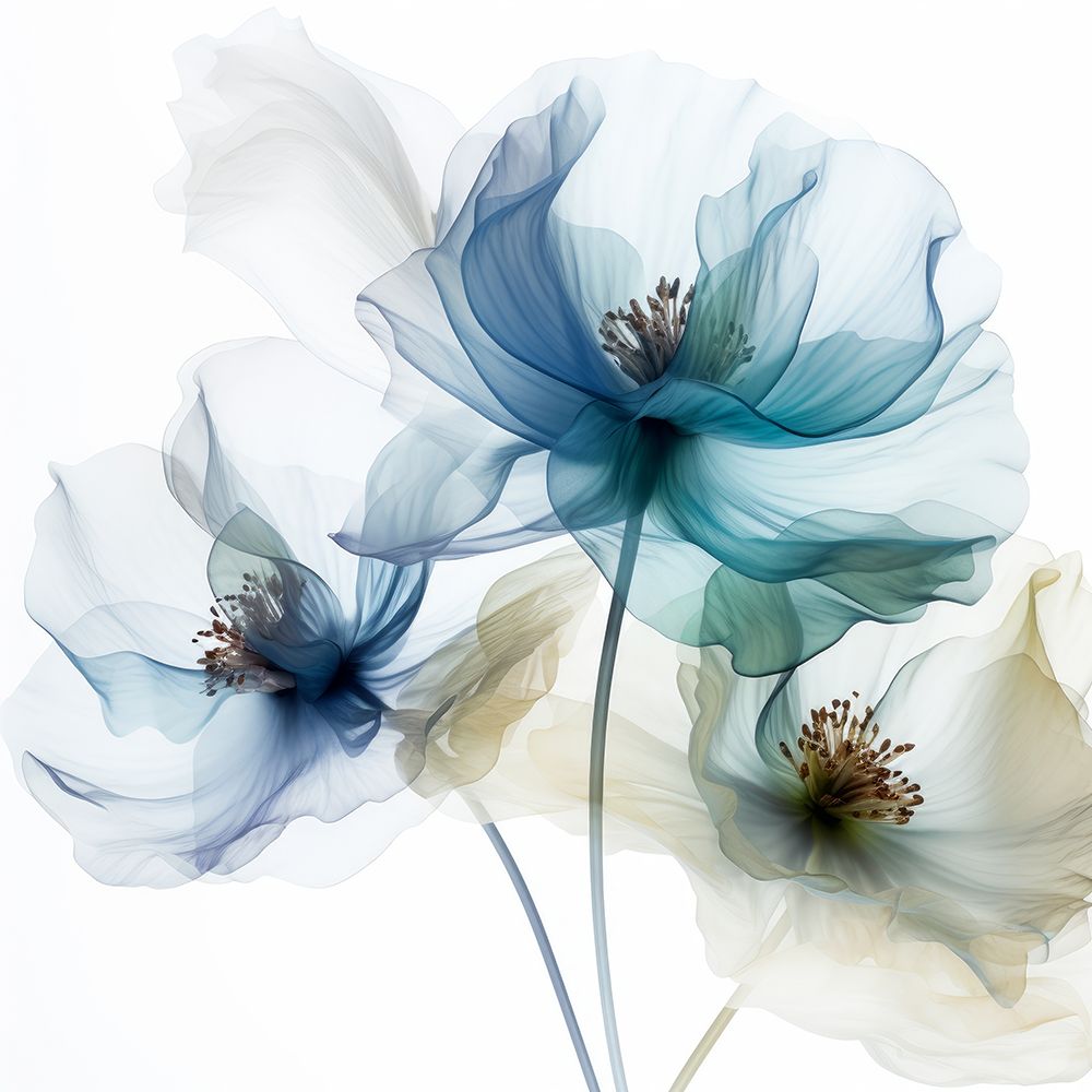 Translucent Blue Poppy II art print by Irena Orlov for $57.95 CAD