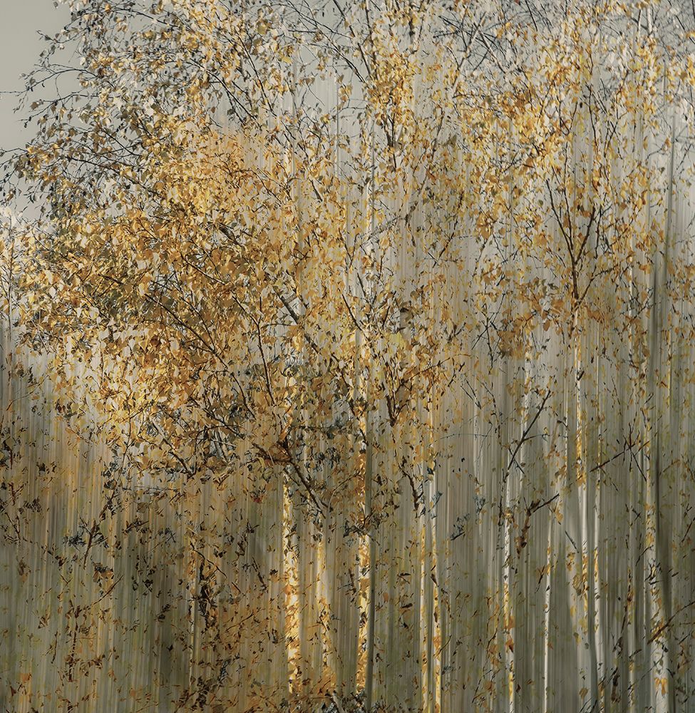 Birch Impression art print by Talen for $57.95 CAD