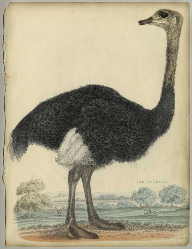 The Ostrich  art print by PI Collection for $57.95 CAD