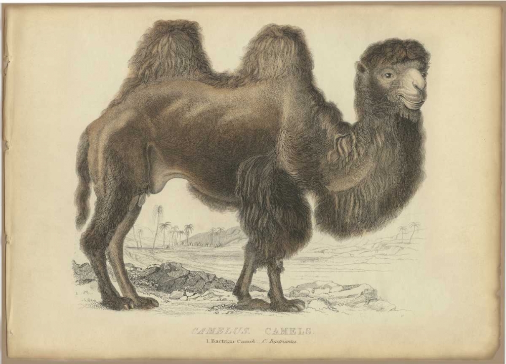 Camel Dromedary art print by PI Collection for $57.95 CAD