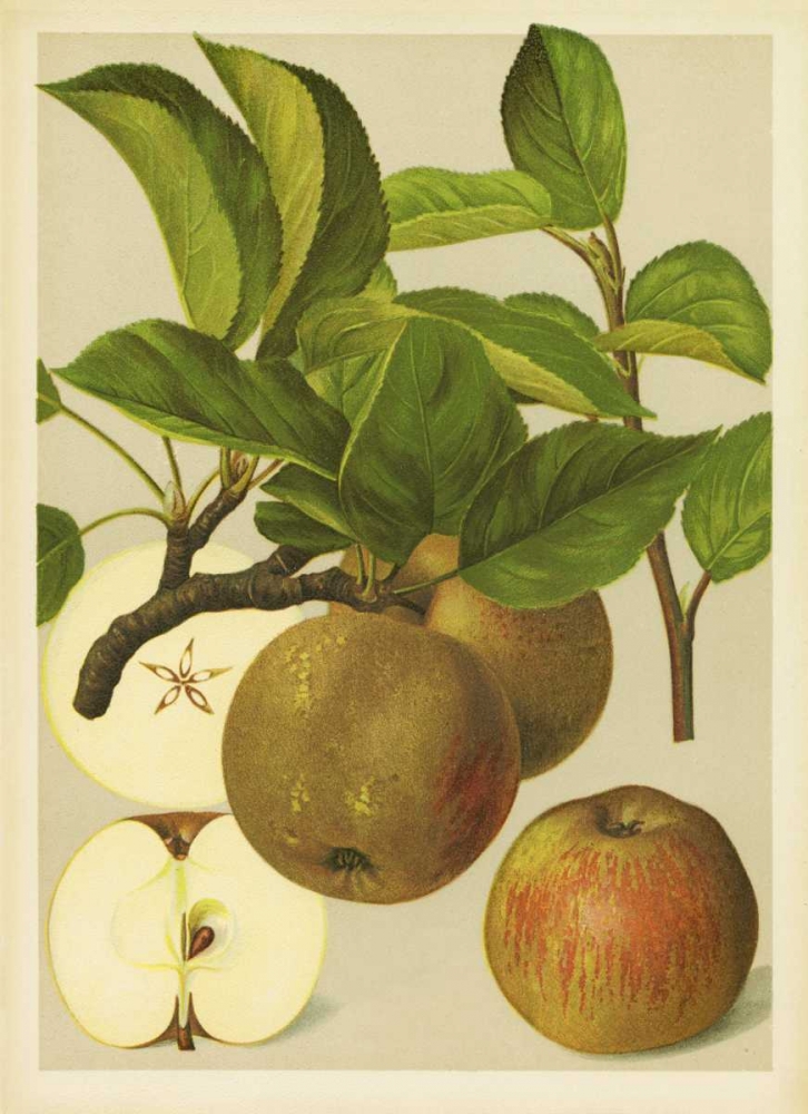 Russet Apples I art print by PI Collection for $57.95 CAD