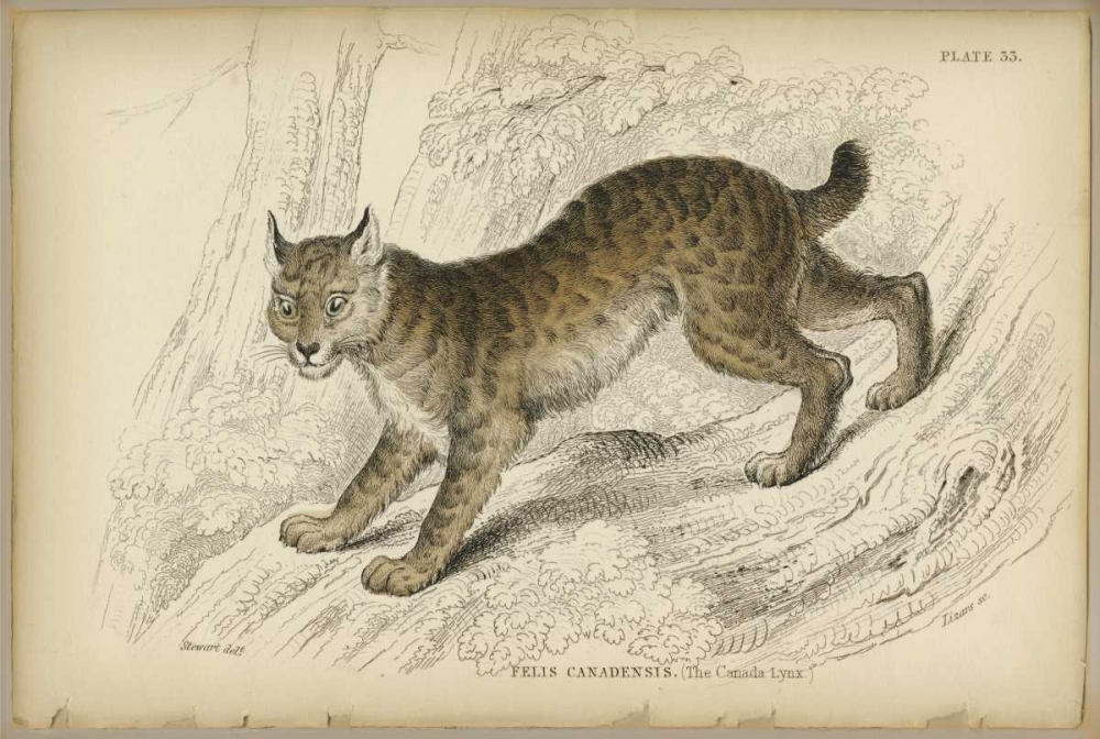 Felis Canadenis Lynx art print by PI Collection for $57.95 CAD