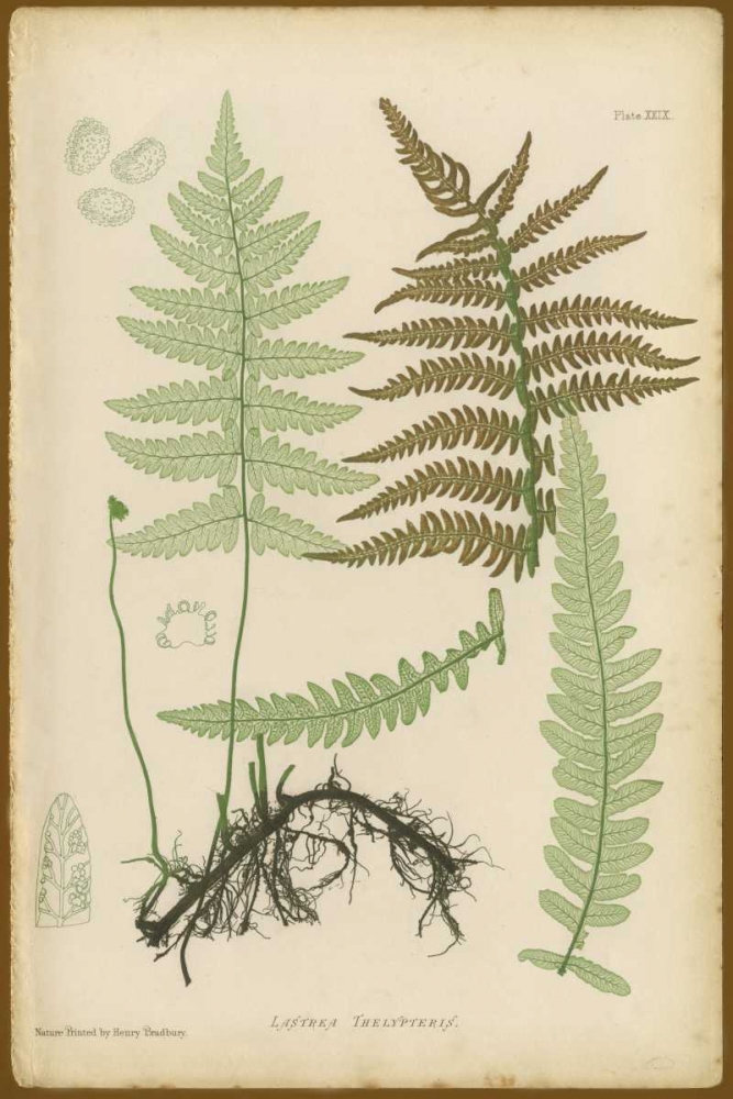 Lastrea Thelypteris art print by PI Collection for $57.95 CAD