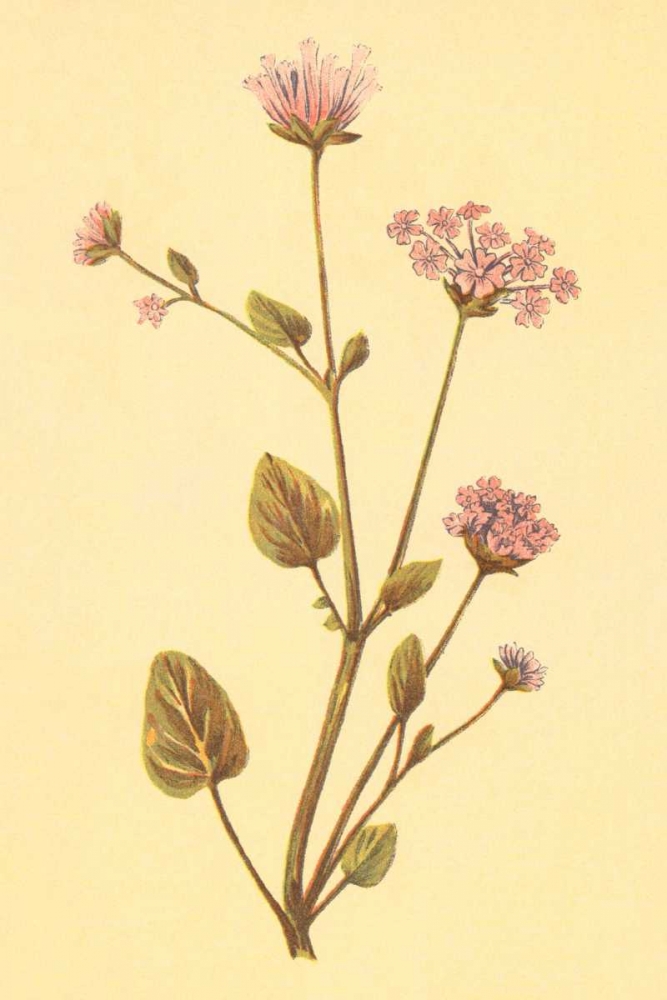 Abronia Turbinata art print by PI Collection for $57.95 CAD