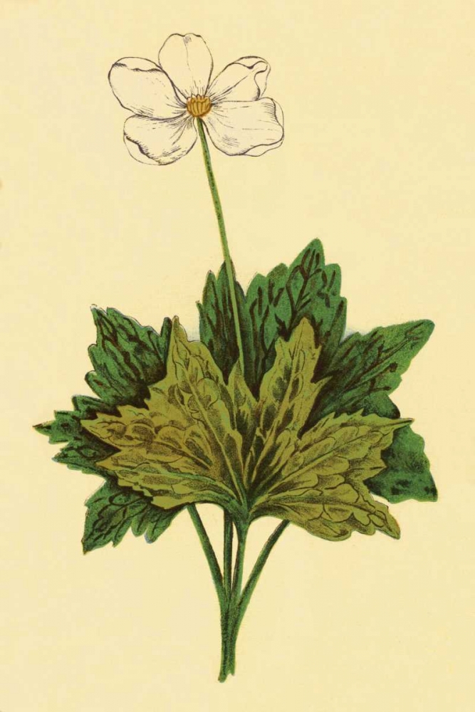 Anemone art print by PI Collection for $57.95 CAD