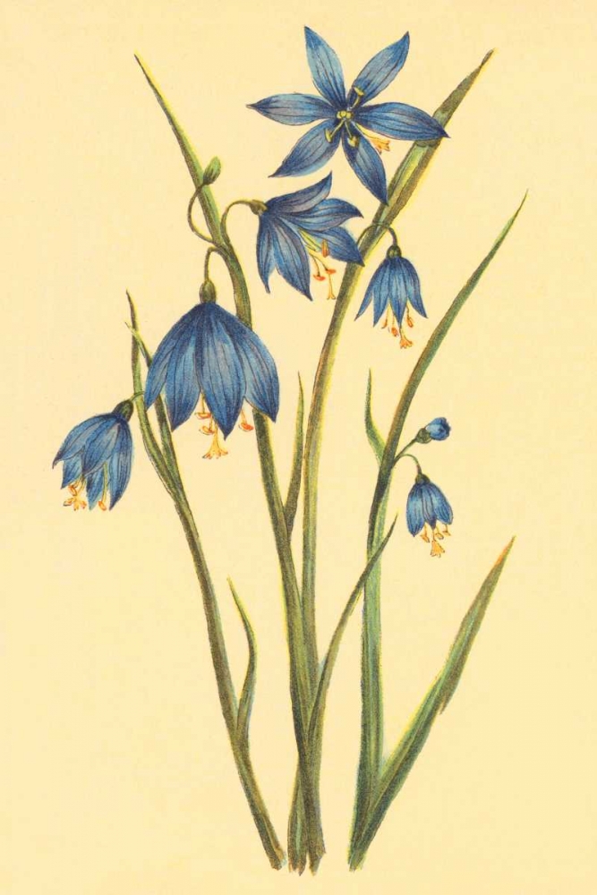 Large Flowered Blue Eyed Grass art print by PI Collection for $57.95 CAD