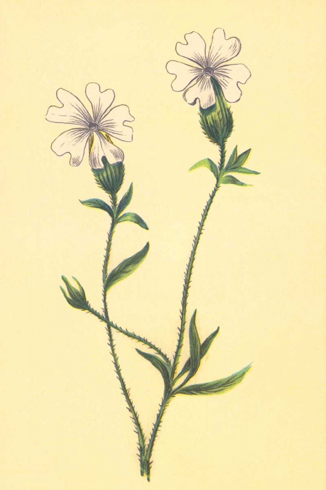 Silene Vulgaris art print by PI Collection for $57.95 CAD