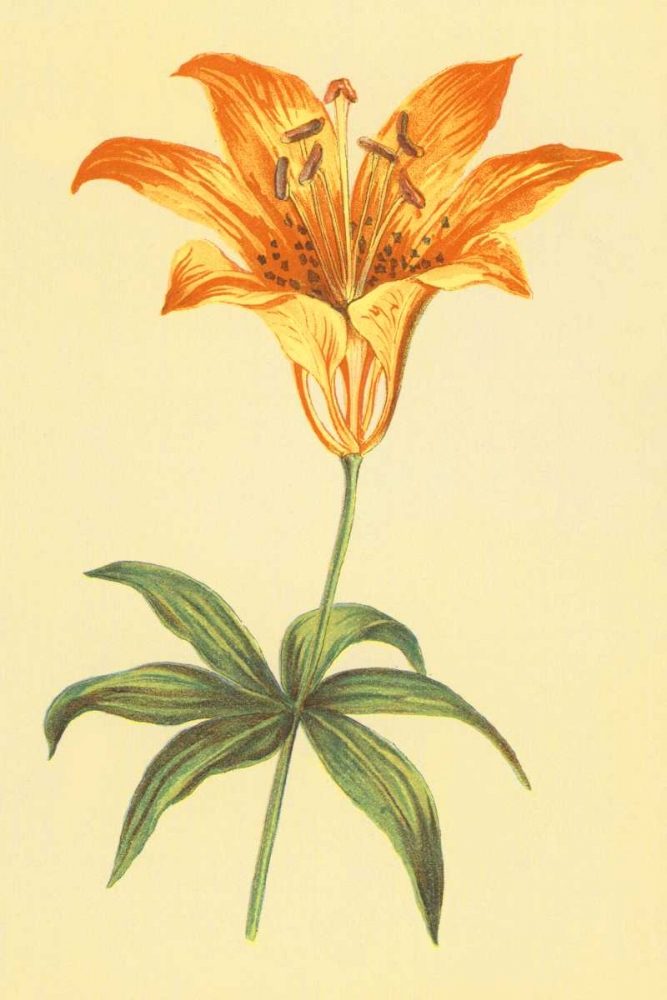 Wild Orange Lily art print by PI Collection for $57.95 CAD