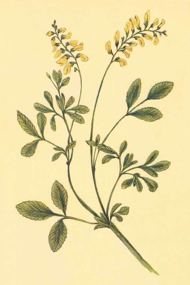 Yellow Melilot and Sweet Clover art print by PI Collection for $57.95 CAD
