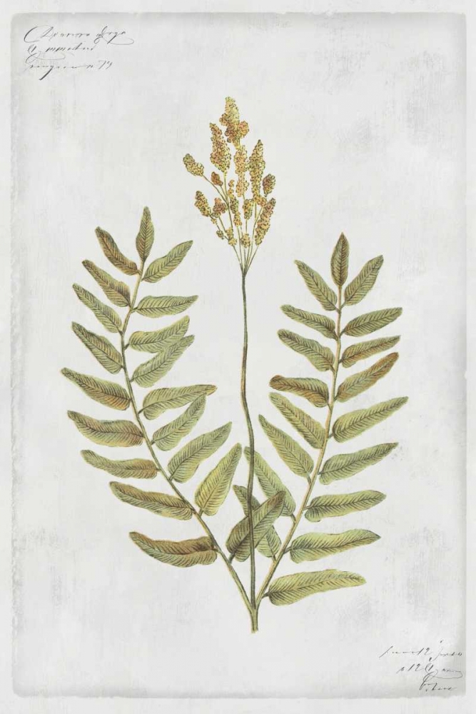 Flowering Fern Stem art print by PI Collection for $57.95 CAD