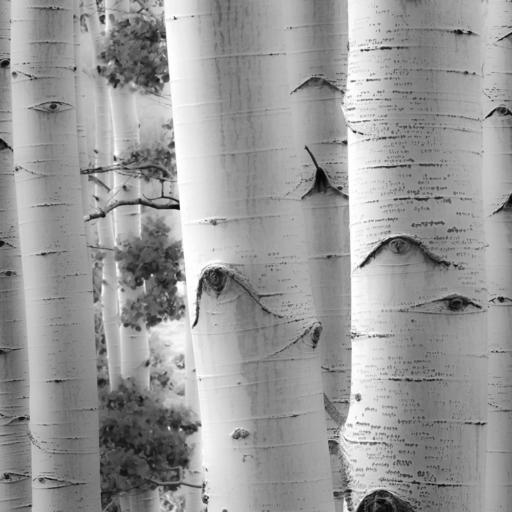 Birches in Grey I art print by Rick Cotter for $57.95 CAD