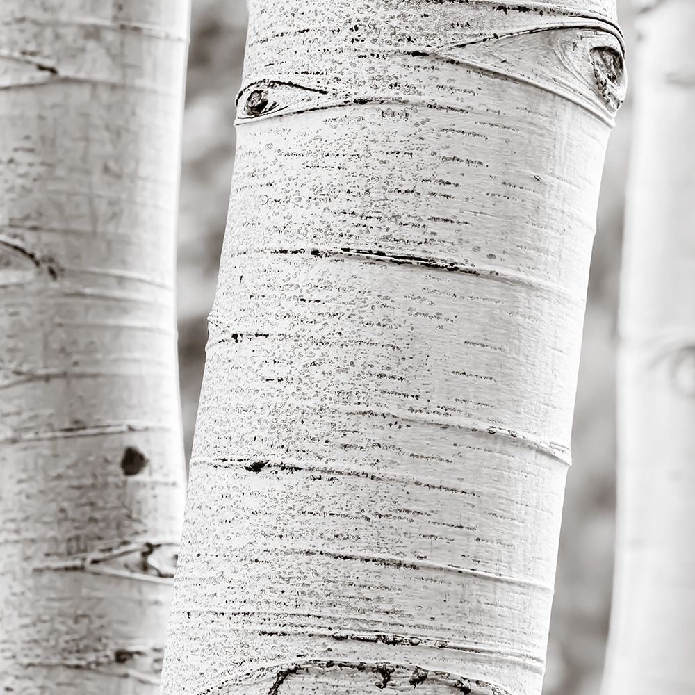 Birches in Grey II art print by Rick Cotter for $57.95 CAD