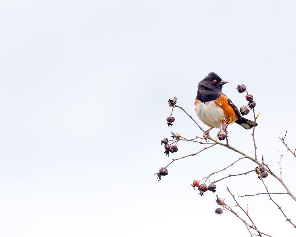 Towhee art print by Rebecca Cozart for $57.95 CAD