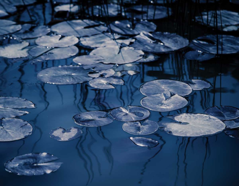 Lilly Pond Blue VII art print by Rebecca Cozart for $57.95 CAD