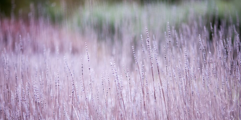 Lavender Abstract III art print by Rebecca Cozart for $57.95 CAD