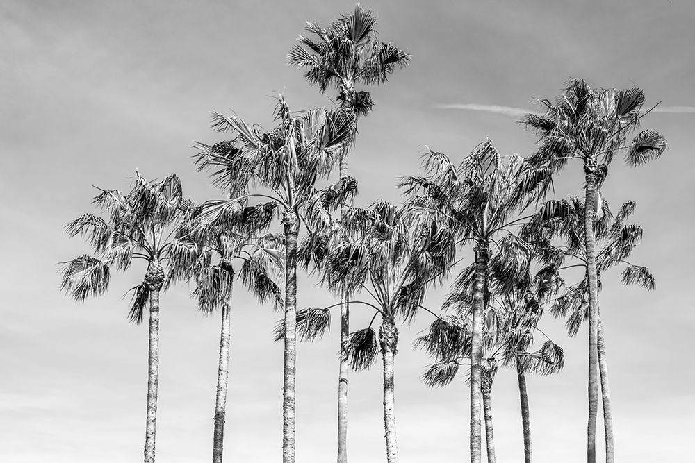 California Palms III art print by Richard Silver for $57.95 CAD