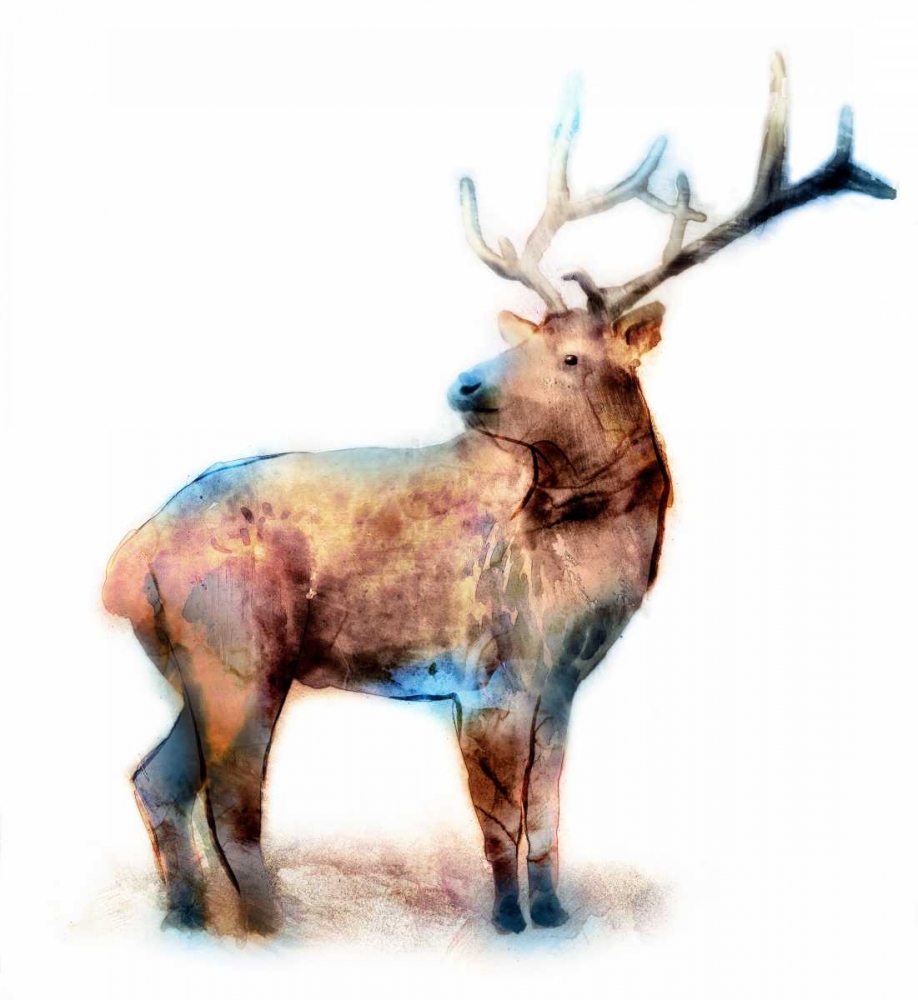 Elk art print by Edward Selkirk for $57.95 CAD