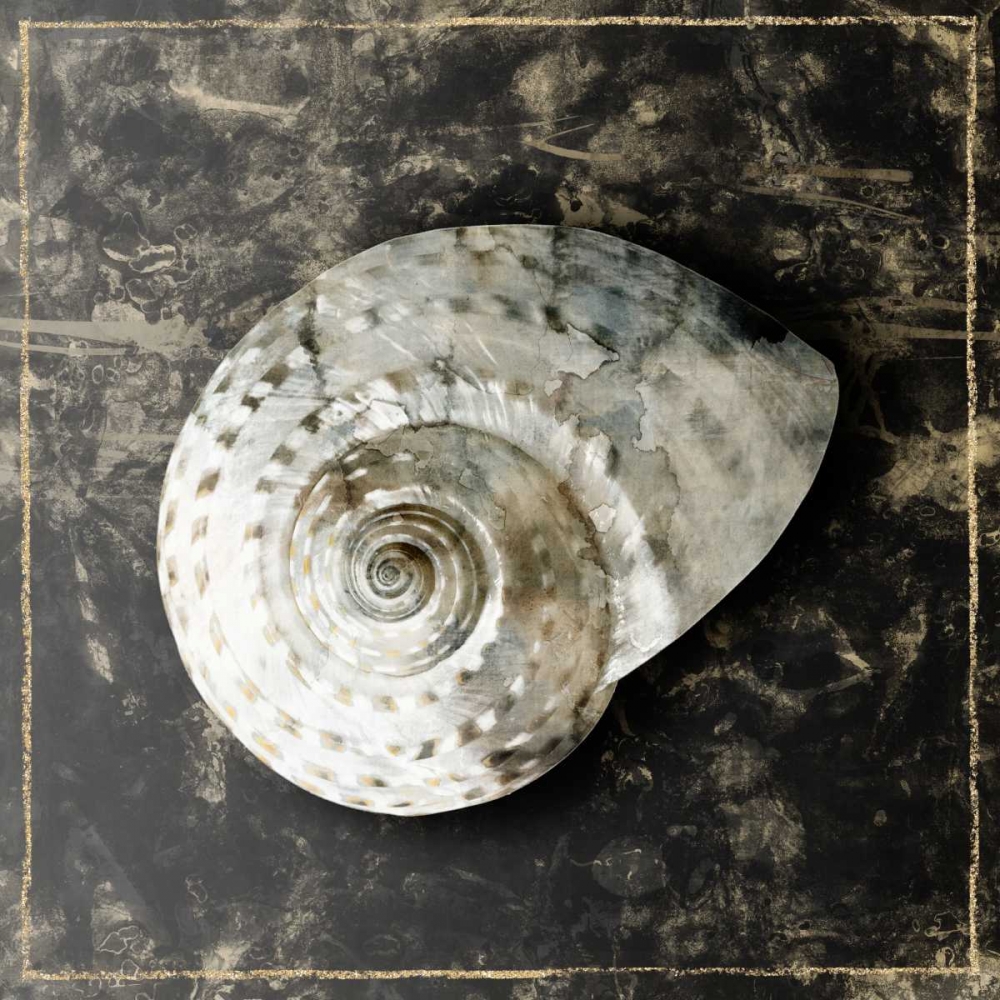 Marble Shell Series II art print by Edward Selkirk for $57.95 CAD