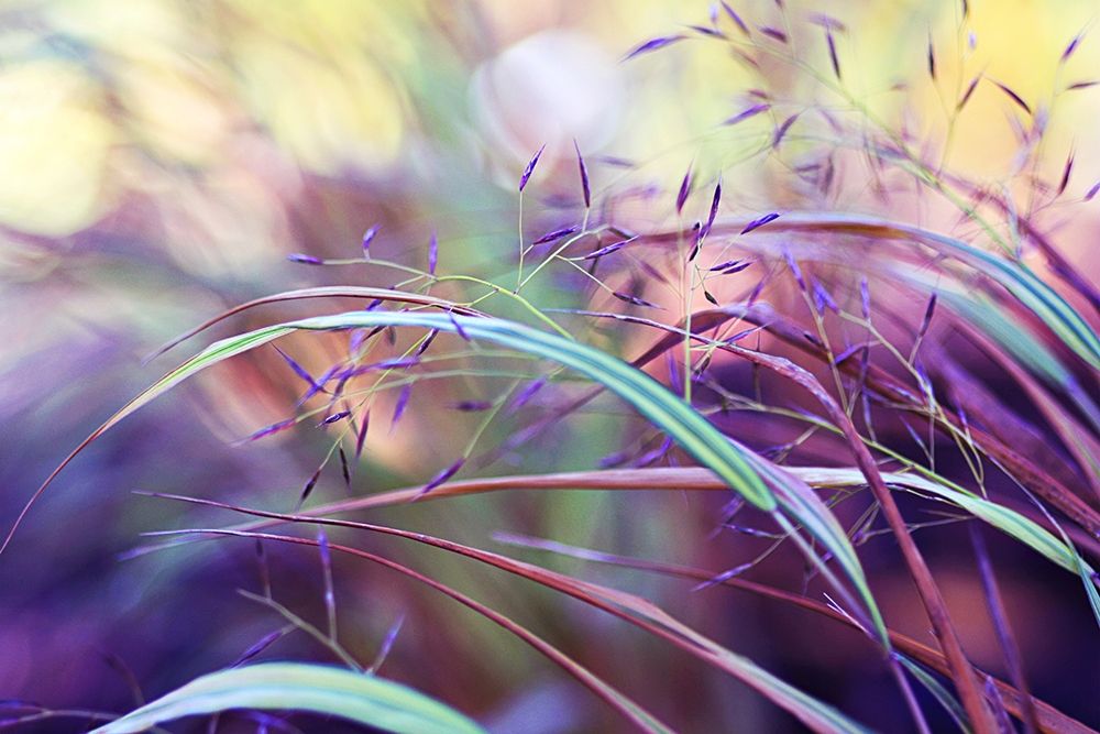 Purple grass art print by Sylvia Cook for $57.95 CAD