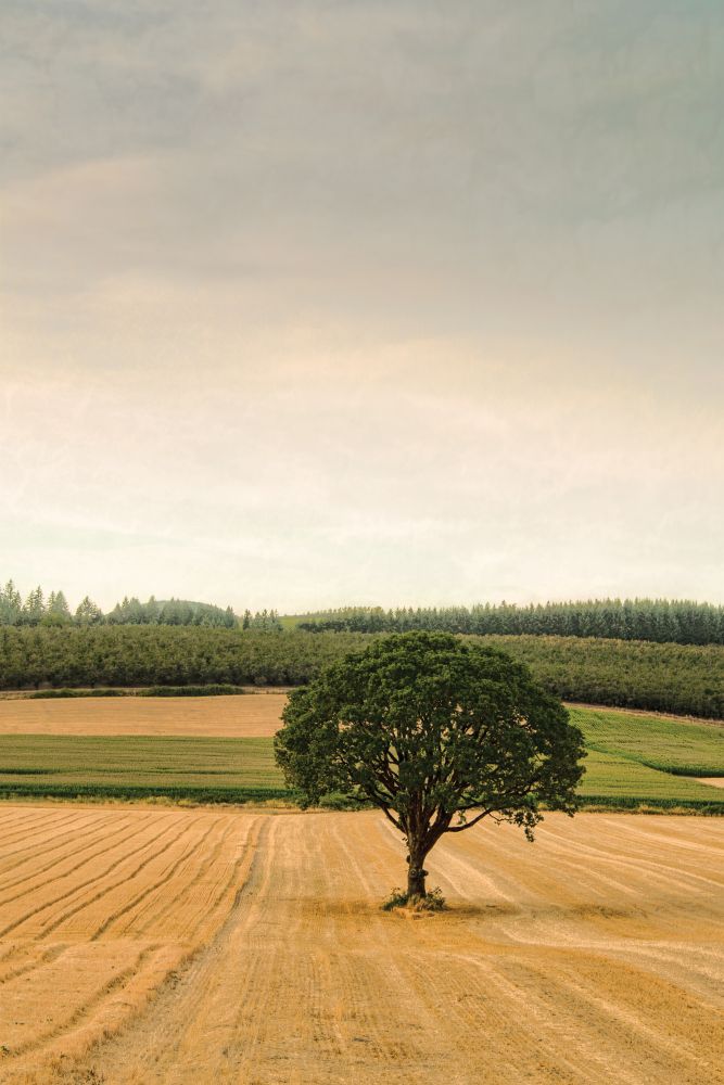 Lone Tree in an Autumn Field art print by Don Schwartz for $57.95 CAD