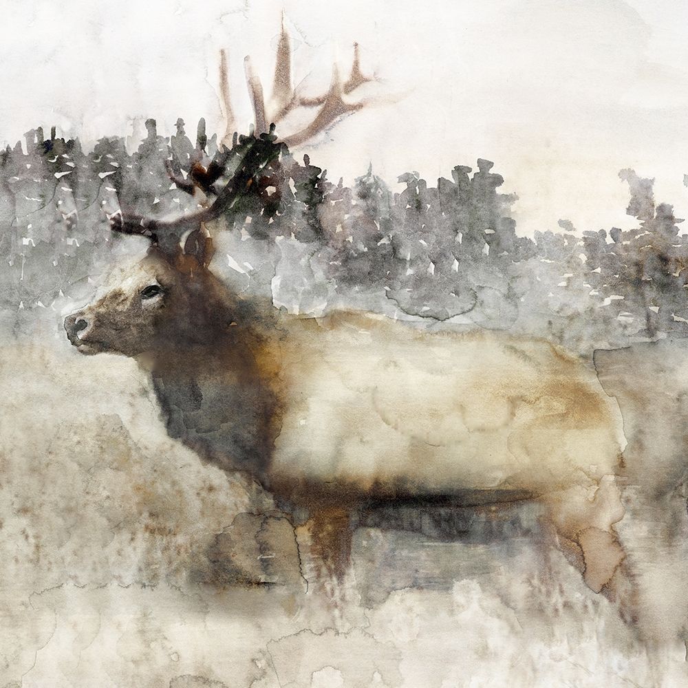 Mountain Elk II art print by Stellar Design Studio for $57.95 CAD