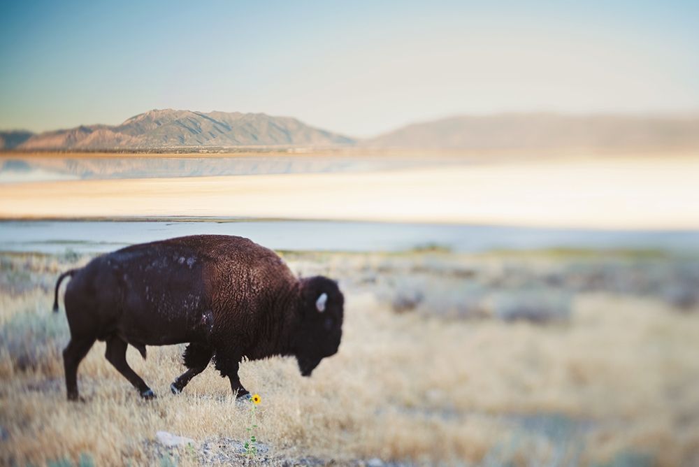 Bison in the Field  art print by Chelsea Victoria for $57.95 CAD