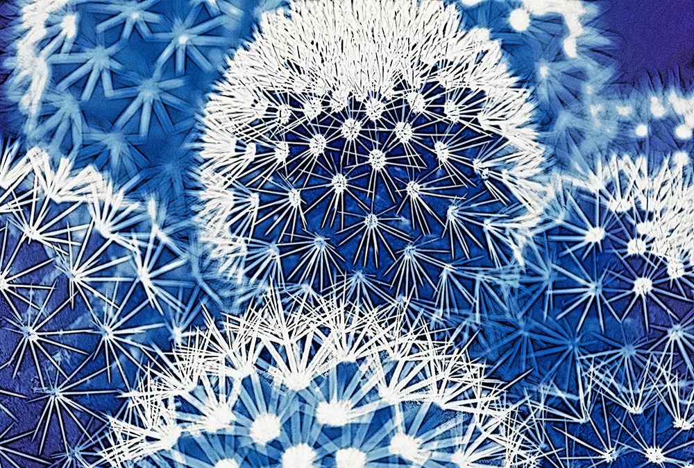 Blue and Prickly I art print by Vincze for $57.95 CAD