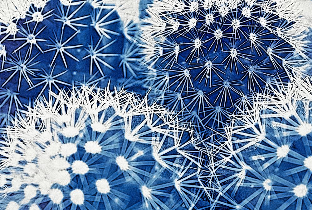 Blue and Prickly II  art print by Vincze for $57.95 CAD