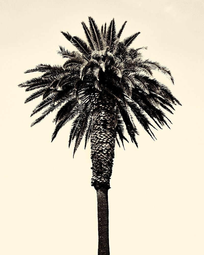 Palm Tree 1996 (Tan) art print by Erik Asla for $57.95 CAD