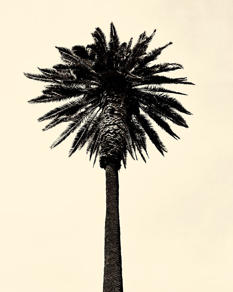 Palm Tree 1979 Tan art print by Erik Asla for $57.95 CAD