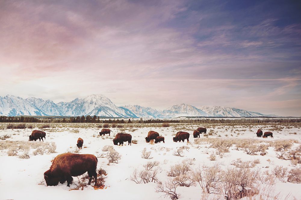 Herds of The Tetons art print by Annie Bailey Art for $57.95 CAD