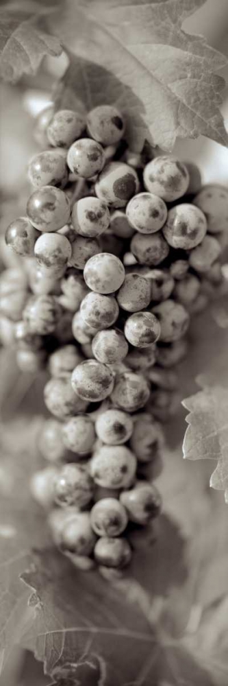 Grapes Pano - 14 art print by Alan Blaustein for $57.95 CAD