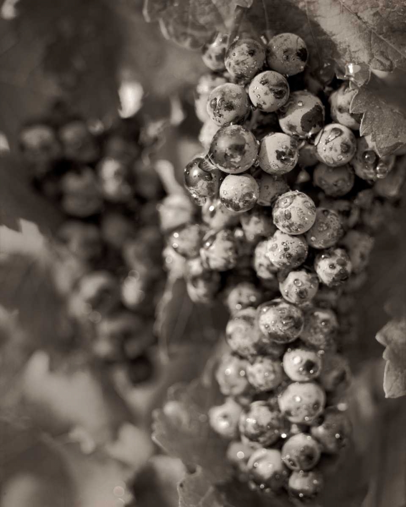 Grapes - 24 art print by Alan Blaustein for $57.95 CAD
