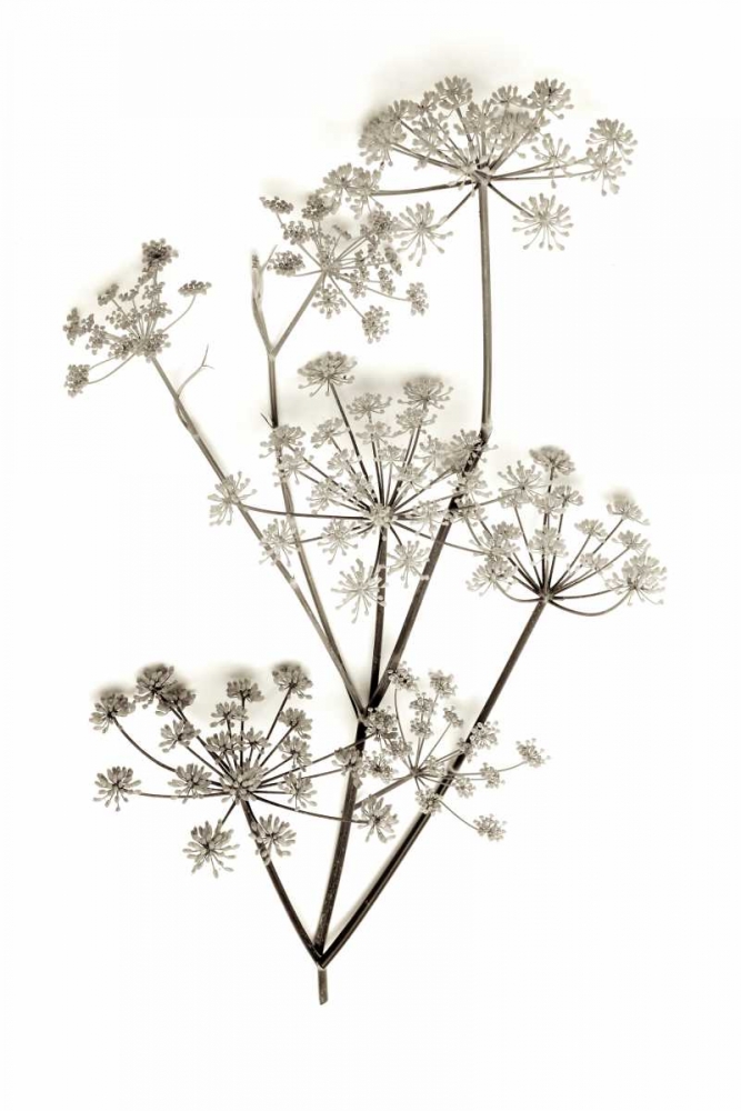 Garden Bloom - 12 art print by Alan Blaustein for $57.95 CAD
